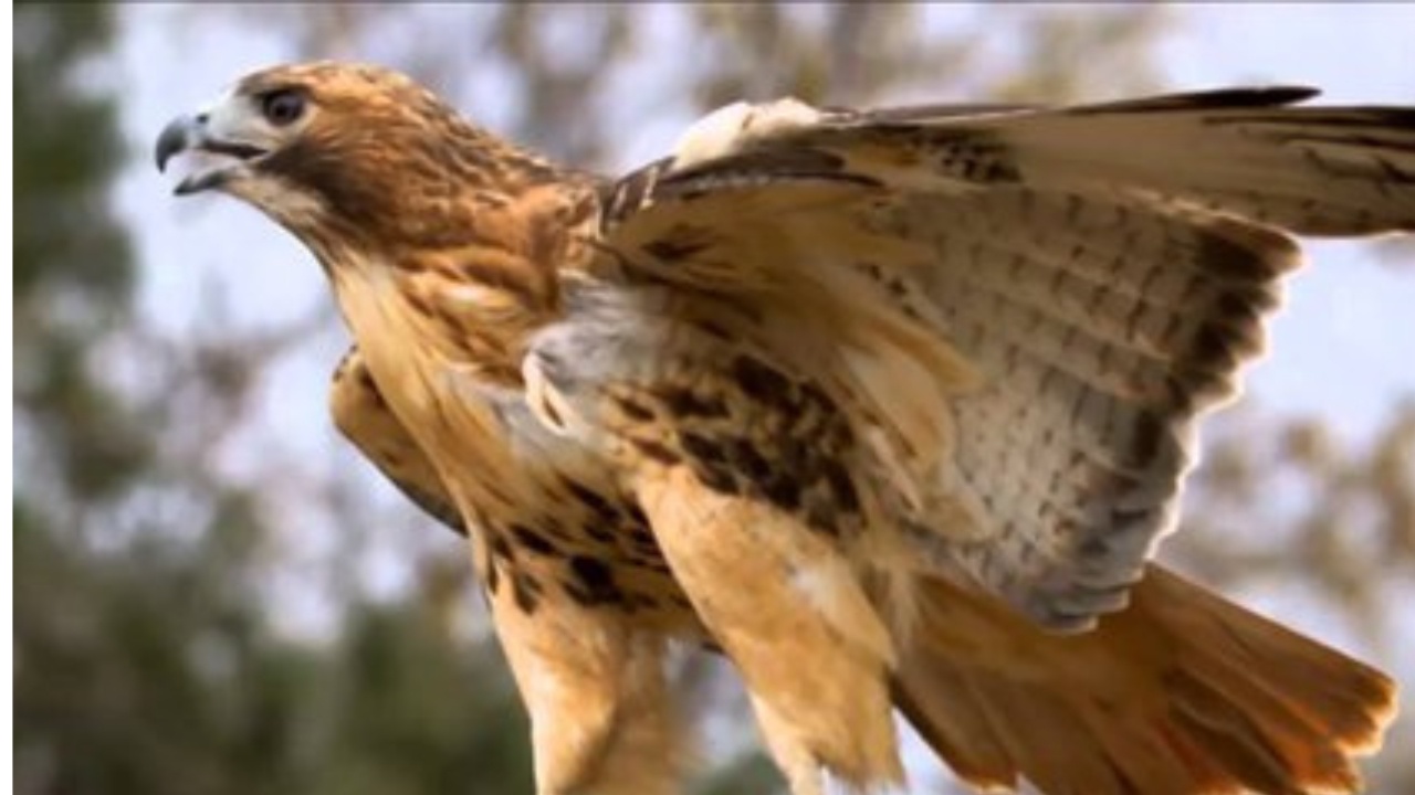 feed buzzard