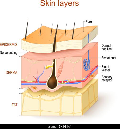 Dermal Papillae