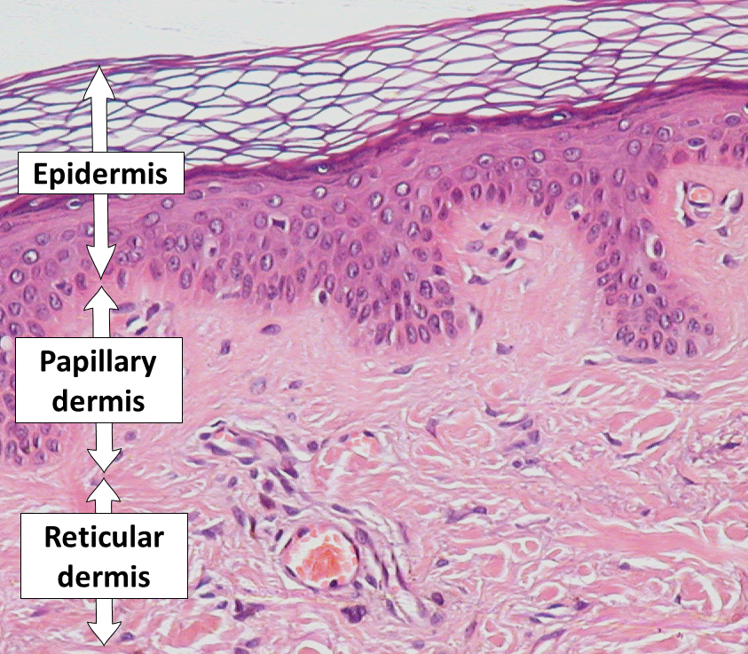 papillary_dermis