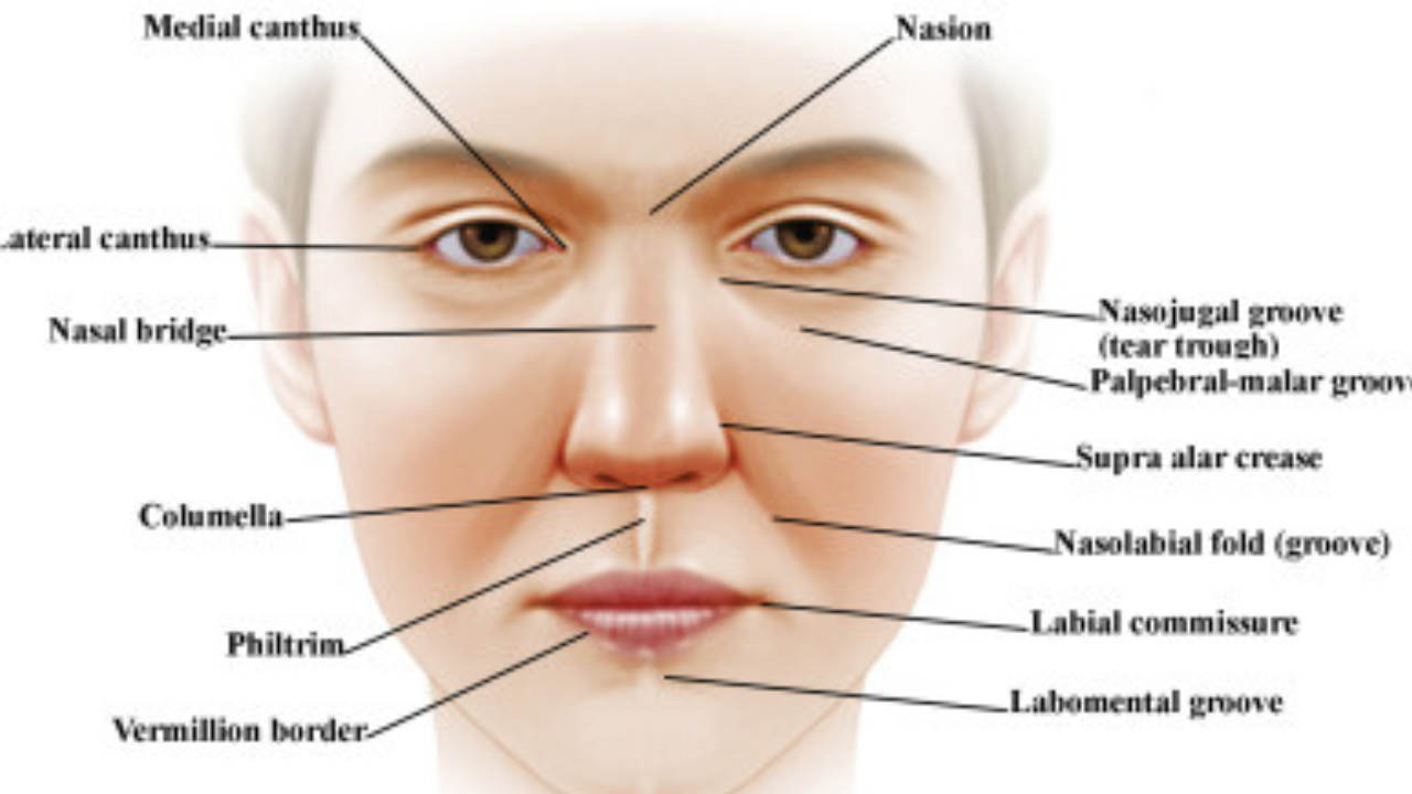 Dermis Facial