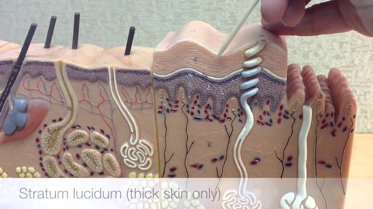 Dermis Layers